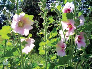 Plant a Hollyhock Garden Image